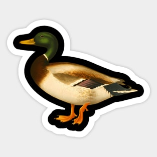 Mallard Duck Duck I Love Waterfowl Sticker